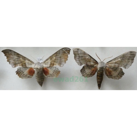 Laothoe populi populi (Linnaeus, 1758) pair Nastrosz topolowiec Poland23n